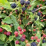 Malakamienica80 Butikowa W Gorach Izerskich *