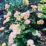 Malakamienica80 Butikowa W Gorach Izerskich * Mala Kamlenica