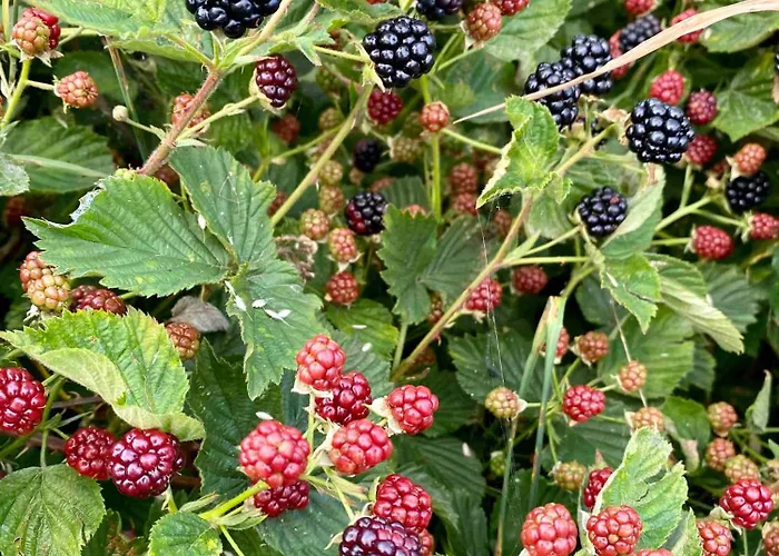 Malakamienica80 Butikowa W Gorach Izerskich *